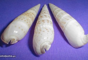 Búzio-Cerithium vergatus 5-7cm - 50pçs