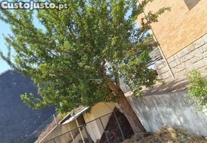 imagem_24