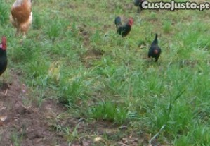 imagem_1