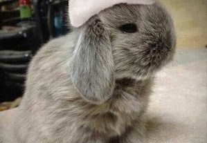 imagem_14