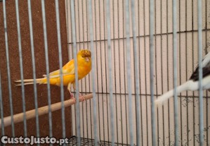 imagem_5