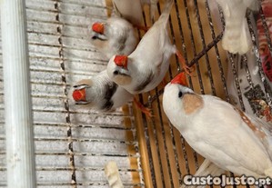 imagem_1