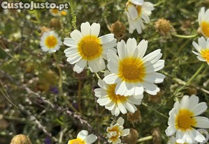 imagem_28