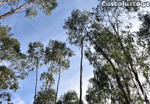 imagem_28