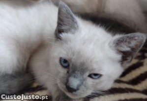 Gatinha para adopção
