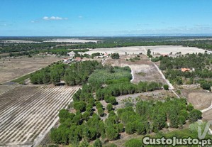 imagem_13