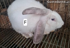 imagem_7