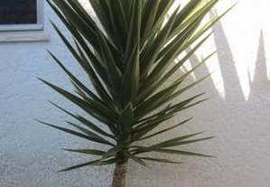 planta natural yuca yuka