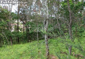 Terreno Com Potencial De Construção - Fajões,...