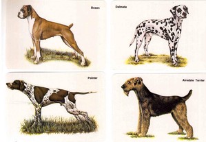 Coleção completa de 16 calendários sobre Raças de cães 1990
