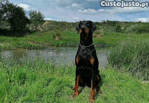 imagem_6