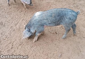 Porcos e Leitões Bisaro