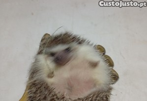 imagem_1