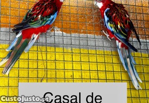 imagem_1