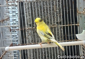 imagem_4