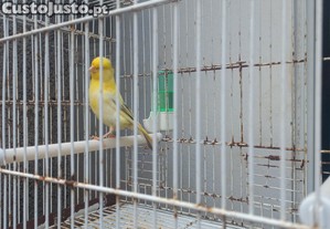 imagem_5