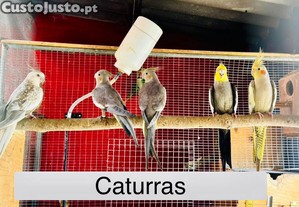imagem_1