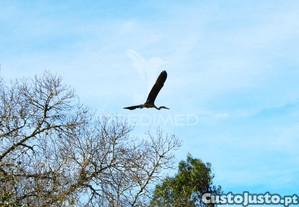 imagem_40