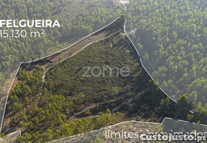 Felgueira - Terreno Florestal C/ 15.130 M², Em...