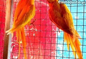 imagem_1