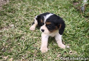 Cavalier King Charles Fmea criado em ambiente familiar