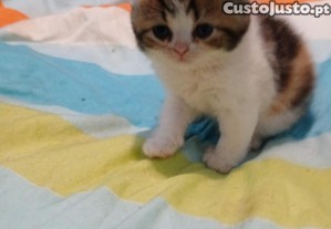 imagem_1