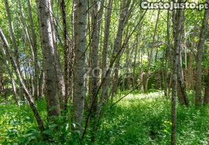 Terreno Rústico Com Potencial Turístico