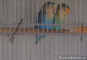 imagem_7
