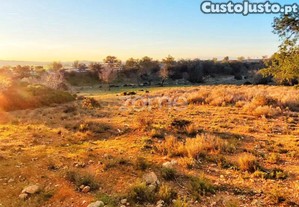 Terreno Rústico - Tunes, Silves | 1.480 M²