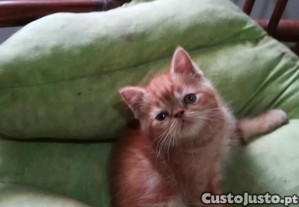 imagem_3