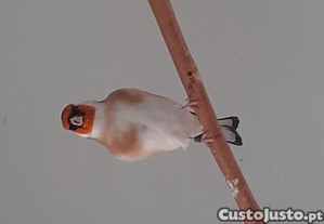 imagem_1