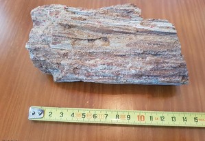 Fóssil "madeira petrificada" RARO
