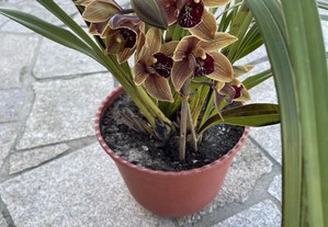 orquídeas de várias cores