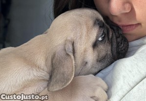 Bulldog Francês Lindo e Muito Afetuoso   Entrega Imediata