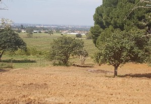 Terreno -Cultivo de Vinha, Sobreiros, Horta, Pomar