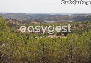Terreno Agrícola Com Pinheiros, Oliveiras E...