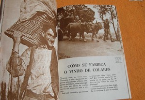 imagem_7