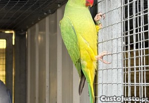 imagem_4