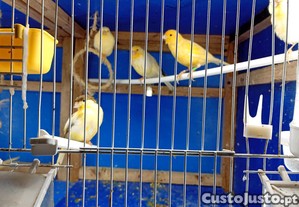 imagem_4