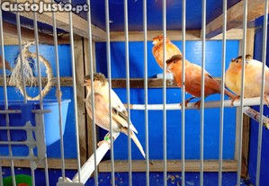 imagem_5