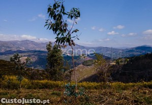 Terreno Versátil De 12.000M² Em Ruivães, Vieira...