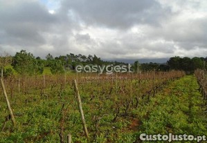 Terreno Com 1365 M2 Para Agricultura E Vinha...
