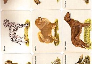 Coleção completa de 18 calendários sobre raças de cães 1986