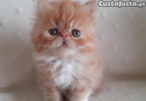 Gata Persa Amorosa
