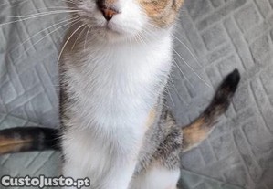 Rarity, gata juvenil ESTERILIZADA disponvel para adoo responsvel
