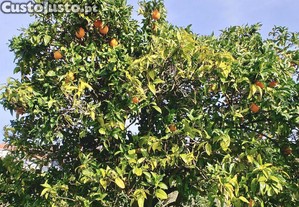 imagem_27