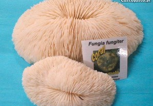 Coral-Fungia fungiter 8-9cm - 10pçs