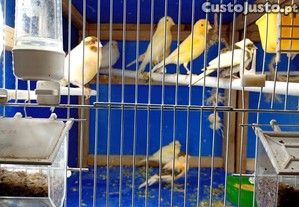 imagem_6