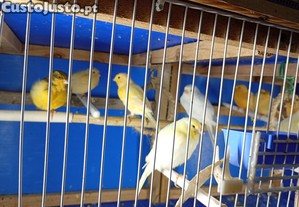 imagem_8