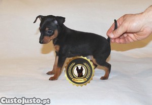 Pinscher Super Miniatura